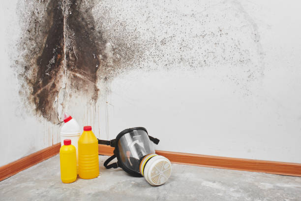 Best Post-Flood Mold Remediation in Toftrees, PA
