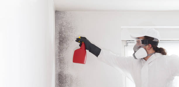 Best White Mold Remediation in Toftrees, PA