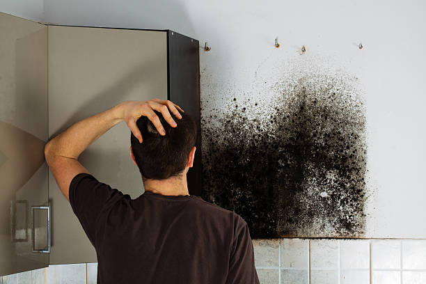 Best Attic Mold Remediation in Toftrees, PA